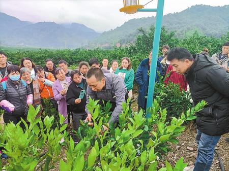 华宁：传授种植技术促进产业发展